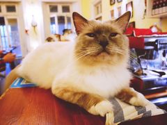 -猫色咖啡·猫咖
