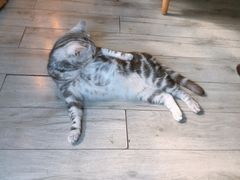 -海边的猫和咖啡馆