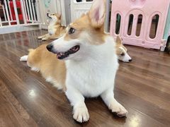 -柯斗斗主题餐厅·狗咖·围炉煮茶·茶饮(国瑞升平里店)