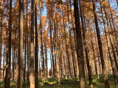 -黄海国家森林公园