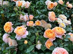 -人民公园(罗湖区)