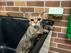 -安安宠医宠物医院·异宠·犬猫内科(岳阳分院)