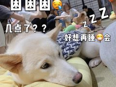 -逗柴咖啡屋·狗咖猫咖宠物桌游
