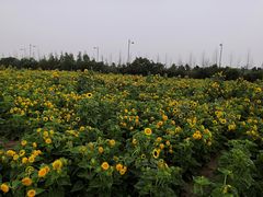 -田园东方蜜桃村的田野营地