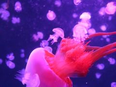 -暹罗海洋世界
