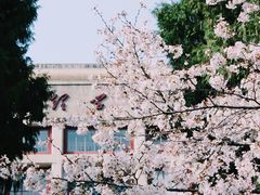 -武汉大学-樱园