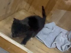 -艾吉宠物医院·疑难杂症转诊中心·猫友好(碧江路院)
