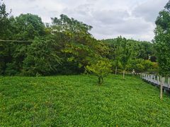 -昆山城市生态森林公园