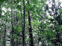 -铁山坪森林公园