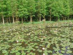 -艾溪湖湿地公园