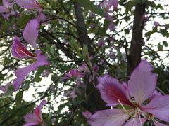 -南国桃园旅游度假区