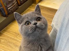 -猫大福·Fortune Cat猫舍(百子湾店)