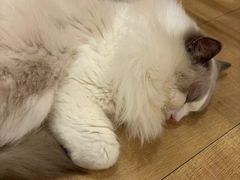 -Let's go狗咖·猫咖·奶狗·桌游(春熙路IFS店)