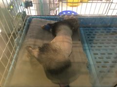 -雨林宠物医院 非犬猫异宠专科