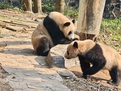 -都江堰中华大熊猫苑