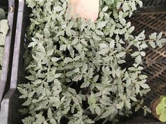 -怡花宜木鲜花店(朝阳路店)