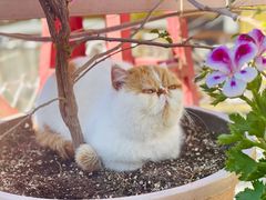 -喵屿·大理花园猫咖