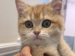 -纳吉亚猫专科动物医院·北北分院