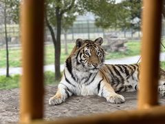 -上海野生动物园