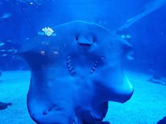 -烟台海昌鲸鲨海洋公园