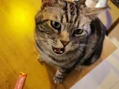 -平行世界·猫咖(首经贸店)