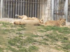 -苏州上方山国家森林公园