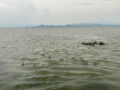 -深圳湾公园(南山区)