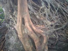 -呀诺达热带雨林