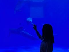 -多彩贵州城极地海洋世界