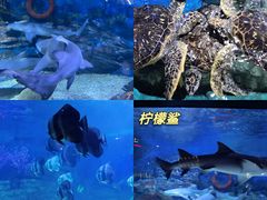 -烟台海昌鲸鲨海洋公园