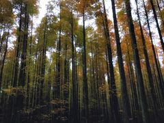 -山王坪喀斯特国家生态公园