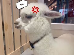-Heymao猫咖.咖啡厅(东门店)