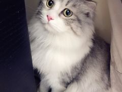 -米苏动物医院·犬猫专科·骨科外科内窥镜