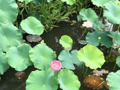 -荷塘月色湿地公园·向阳花洲