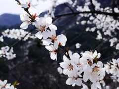 -妙峰山风景名胜区
