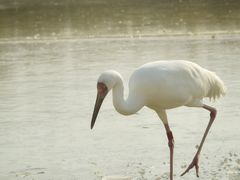 -盐城丹顶鹤湿地生态旅游区