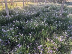 -天津东丽湖风景区