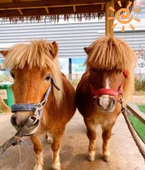 -萌宠亲子动物乐园(槐房万达店)