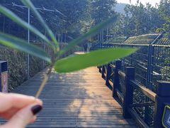 -树山生态村