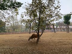 -石家庄市动物园