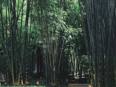 -望江楼公园