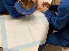 -谐和贝康宠物医院24小时·宠保定点(急重症转诊中心)