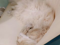 -安格丽娜·狗咖·猫咖羊驼咖(春熙路百盛商场店)