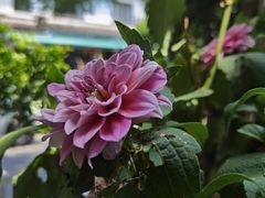 -家烧面馆【南山路知名经典面食】