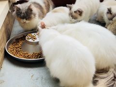 -楼上猫咖(罗湖店)