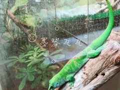 -上海大自然野生昆虫馆(东方明珠·爬宠昆虫探索中心)
