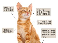 -翊宠yipet猫狗购宠庄园犬舍•猫舍