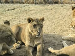 -北京野生动物园