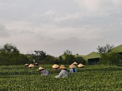 -中国茶叶博物馆(双峰馆区)