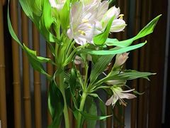 -淮扬府·游园京梦(北京SKP店)